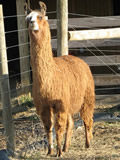 HCLA Oodles of Noodles - Male